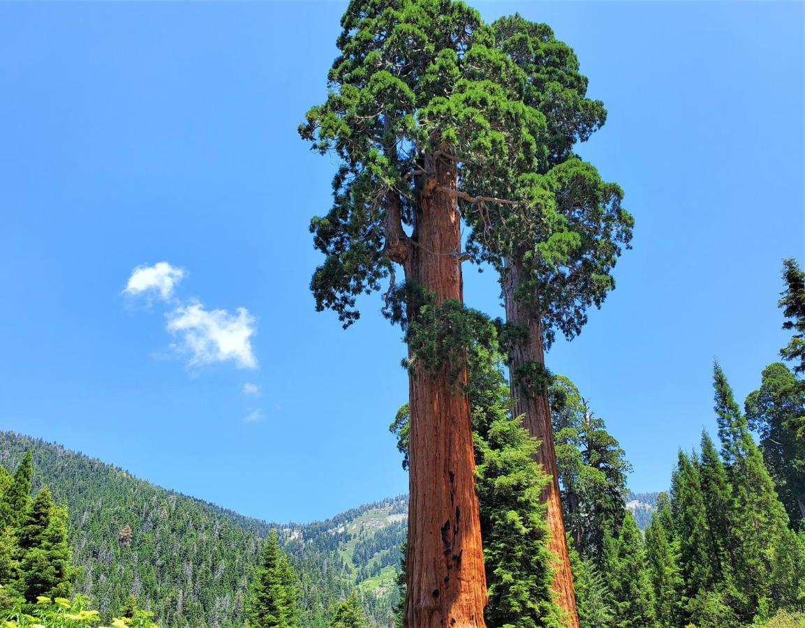 Sequoia Trails, Mountains, Fun & Relax Villa Ponderosa Bagian luar foto