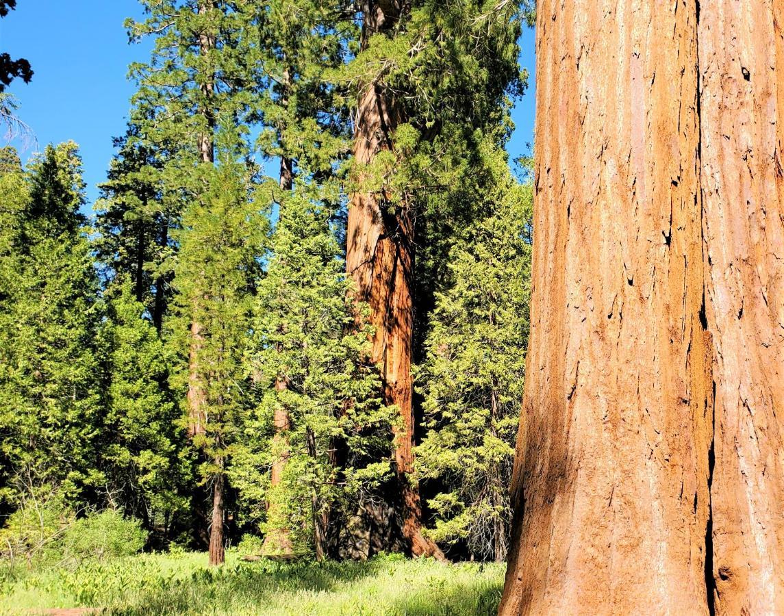 Sequoia Trails, Mountains, Fun & Relax Villa Ponderosa Bagian luar foto