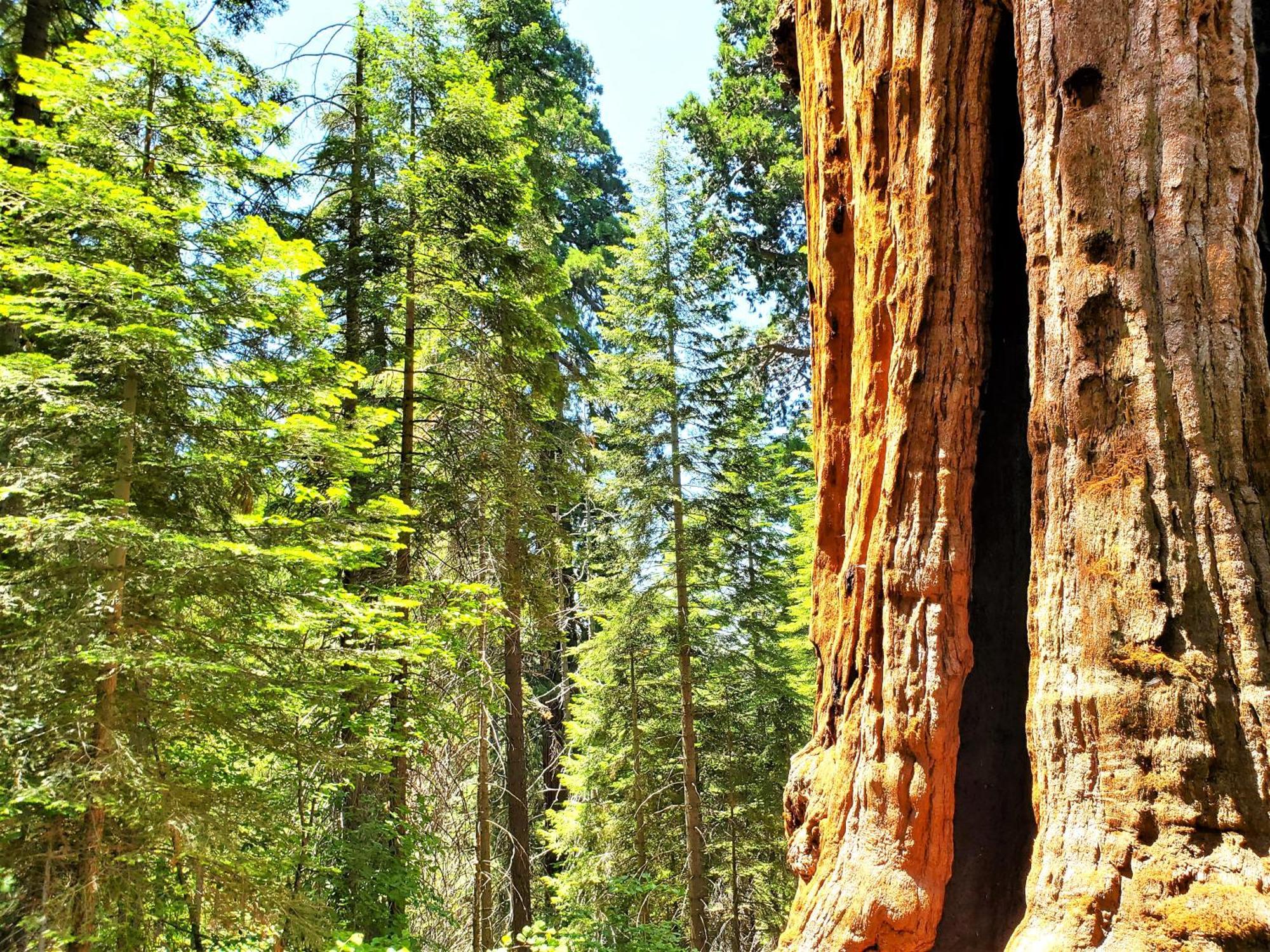 Sequoia Trails, Mountains, Fun & Relax Villa Ponderosa Bagian luar foto